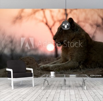 Picture of Male Lion sitting during Sunset